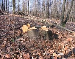 Dichiarazione di taglio bosco di propriet� privata di estensione inferiore a Ha 3.00
